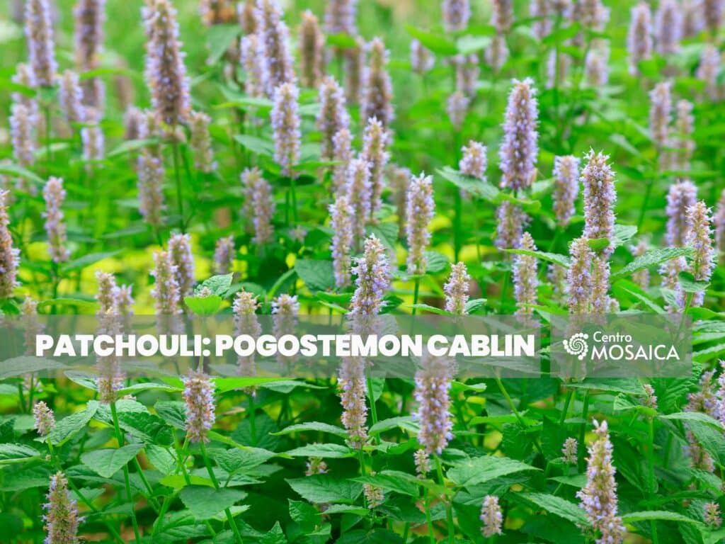 Olio essenziale Patchouli Pogostemon cablin