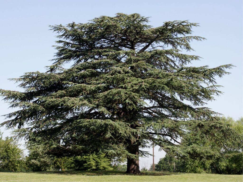 olio essenziale di cedro atlantico albero