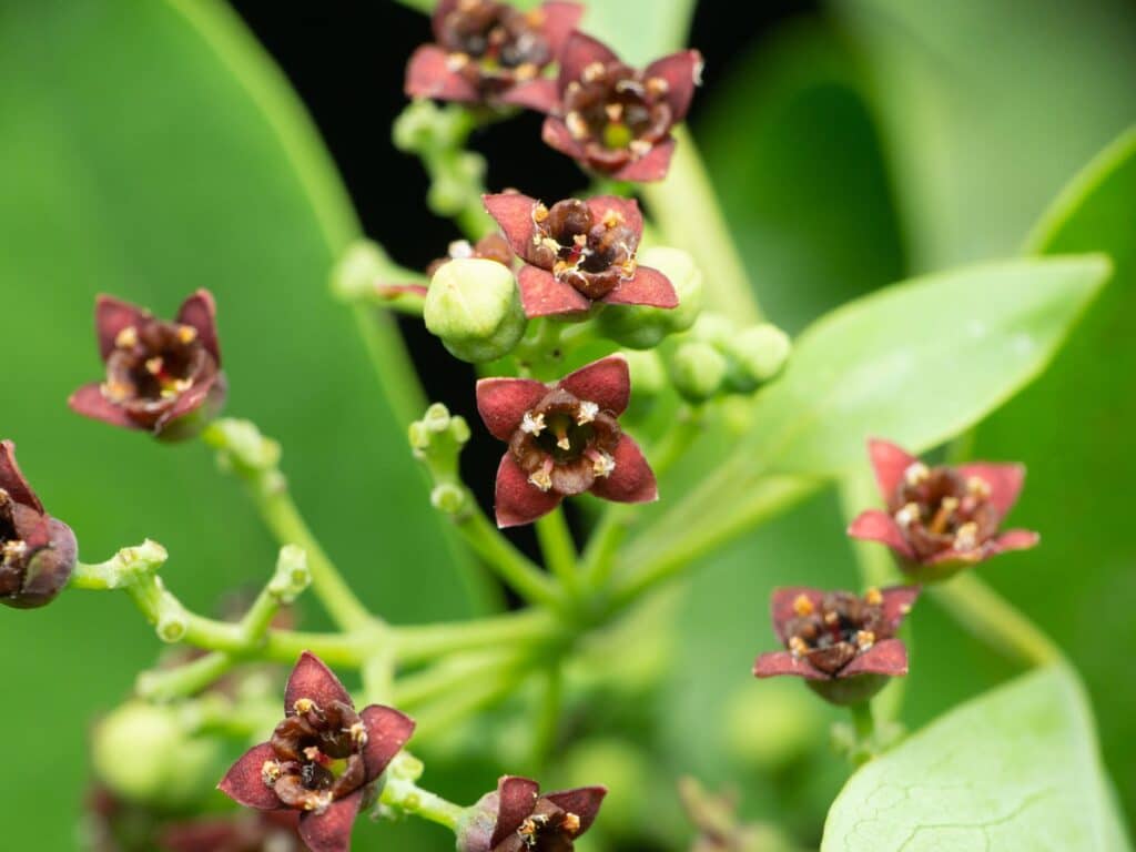 olio essenziale di sandalo - fiori